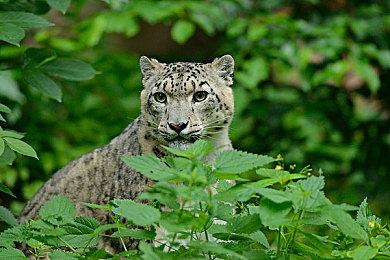 《马里奥+疯狂兔子》系列主创离开育碧 任职25年